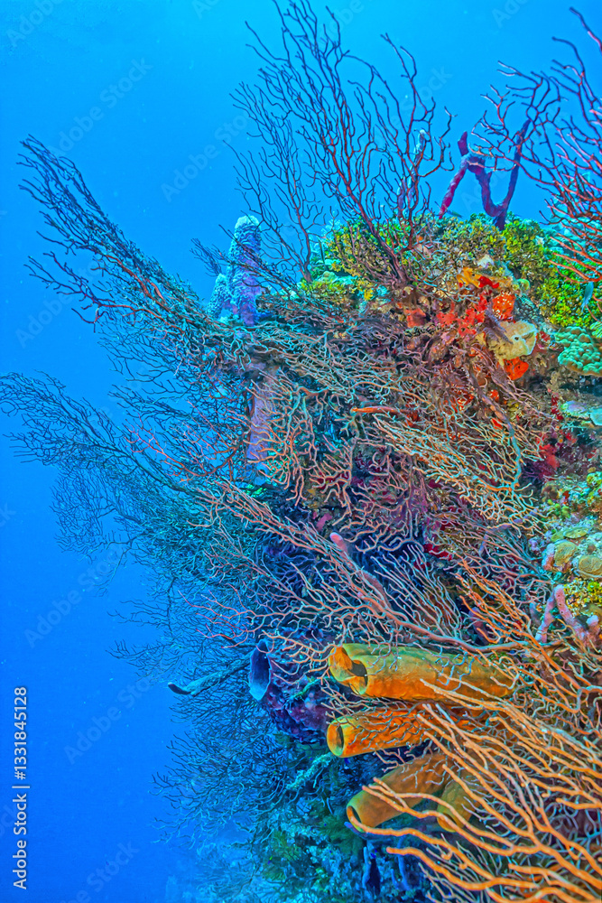 Caribbean coral garden