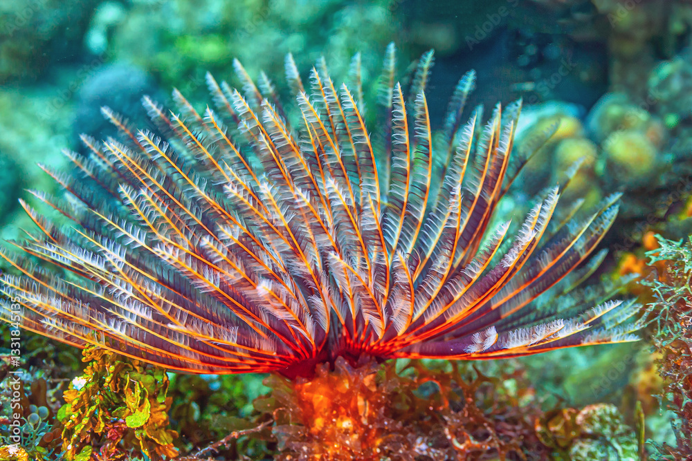 Caribbean coral garden,eather duster tubeworm