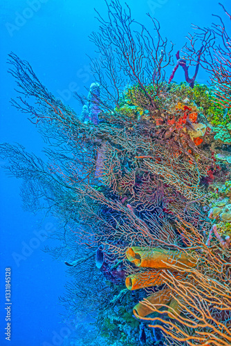 Obraz na płótnie Caribbean coral garden w salonie
