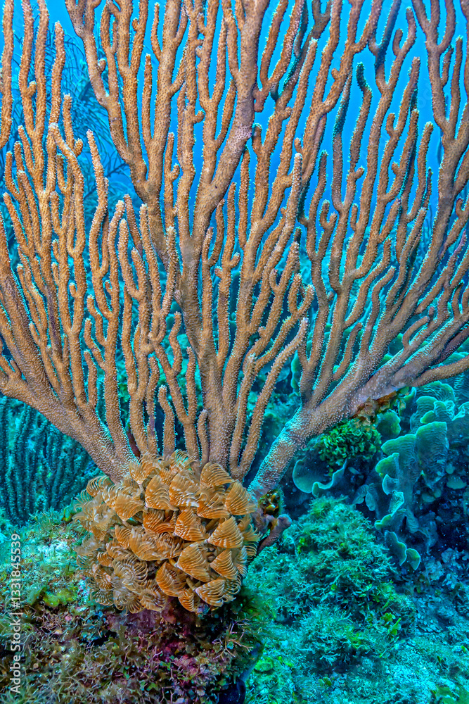Caribbean coral garden,eather duster tubeworm