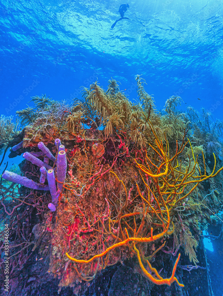 Caribbean coral garden, small shipwreck
