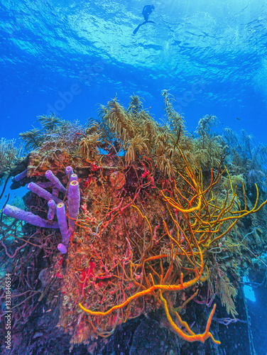 Obraz na płótnie Caribbean coral garden, small shipwreck w salonie