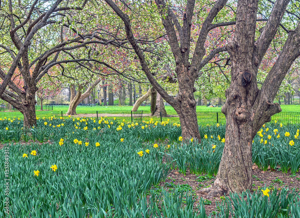 Central Park in spring with trees in bloom