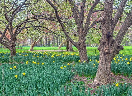 Obraz na płótnie Central Park in spring with trees in bloom w salonie