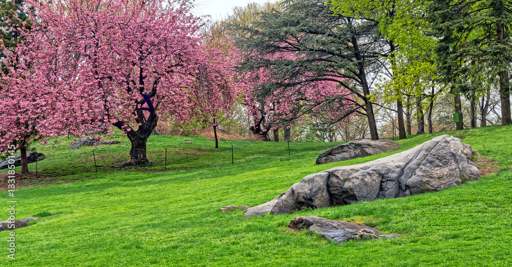 Central Park in spring with trees in bloom
