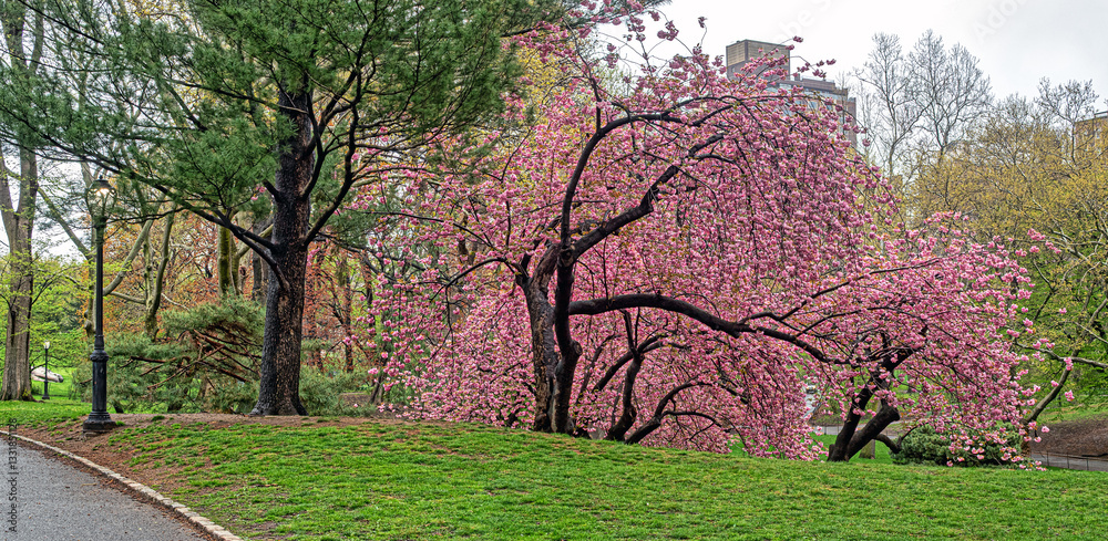 Central Park in spring with trees in bloom