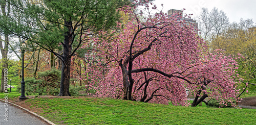 Obraz na płótnie Central Park in spring with trees in bloom w salonie