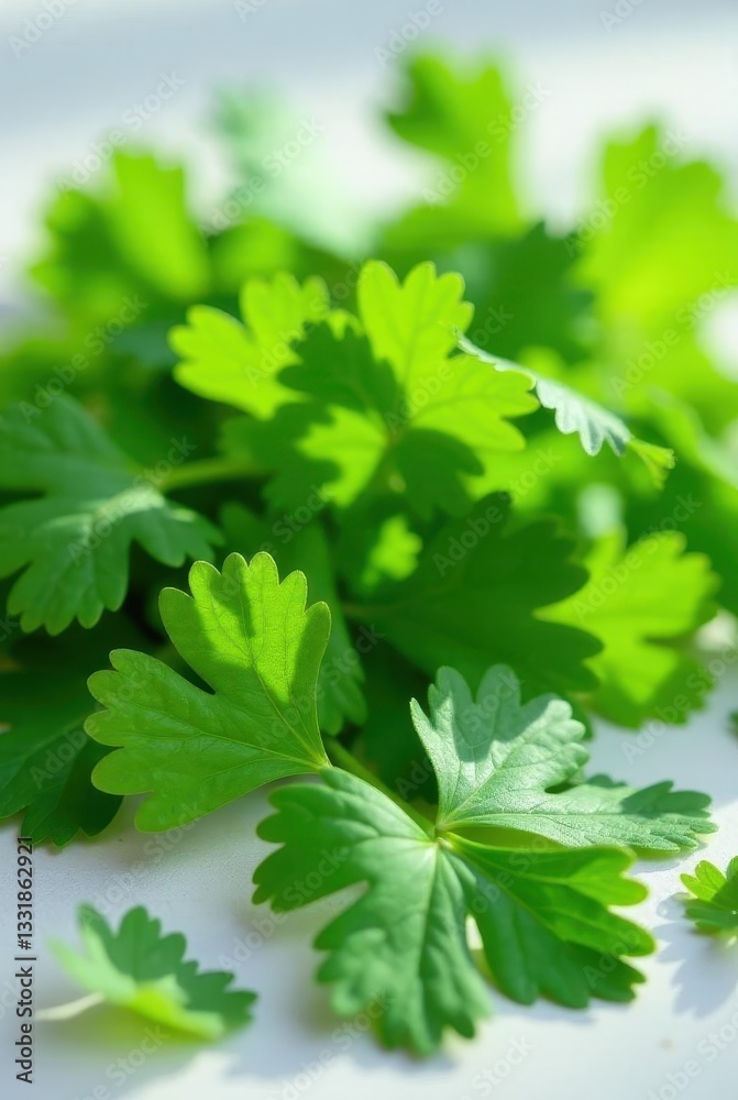 Vibrant Green Herbal Leaves Illuminated by Sunlight, Displaying Delicate Texture and Freshness Vibrant Green Herbal Leaves Illuminated by Sunlight, Displaying Delicate Texture and Freshness