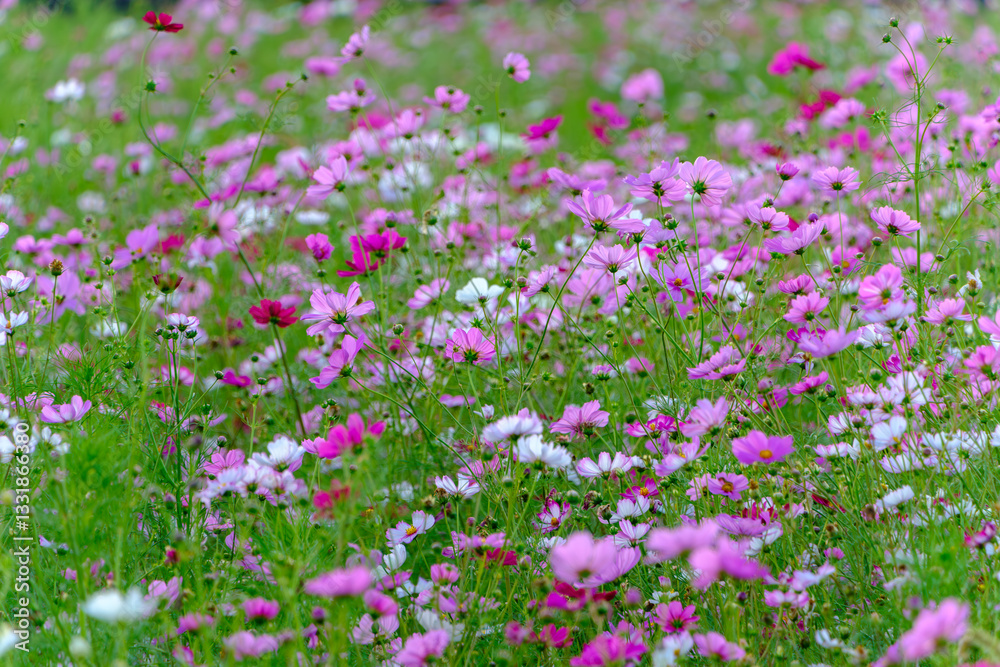 Naklejka premium 鮮やかに咲く秋のコスモス畑