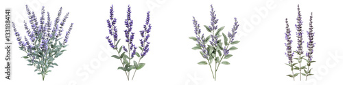 Russian sage flower isolated on transparent background.PNG Set of photo