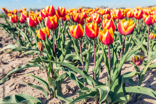 Obraz na płótnie Closeup of red and yellow blooming bicolor tulips at the edge of a flowerbed of a specialized Dutch bulb nursery. The photo was taken on a sunny day at the beginning of the spring season. w salonie