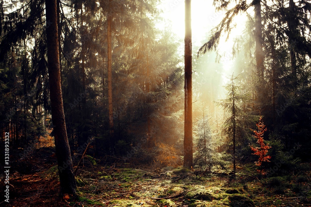 Fototapeta premium Sunlit forest with lush green moss.