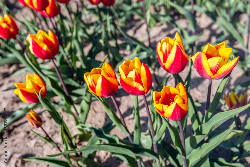 Closeup of red and yellow blooming bicolor tulips at the edge of a flowerbed of a specialized Dutch bulb nursery. The photo was taken on a sunny day at the beginning of the spring season.