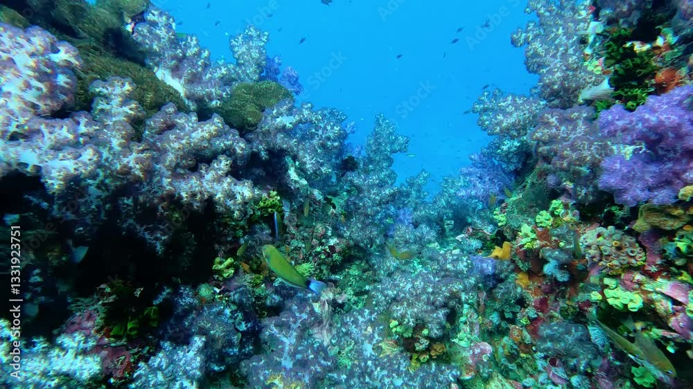 Richelieu Rock, Thailand: Underwater footage on a scuba diving trip in the famous Richelieu Rock healthy coral reef in the Andaman sea near Khao Lak in Thailand. 