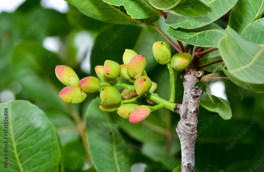 Fototapeta premium photo of fresh pistachios on a tree