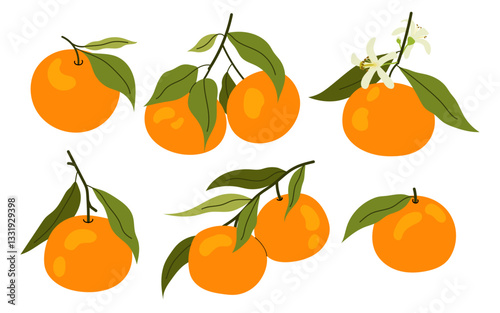 Set tangerine on branch. Citrus fruit with green leaves. Summer tropical fruit. Mandarin tree. Flat illustrations ripe mandarin.