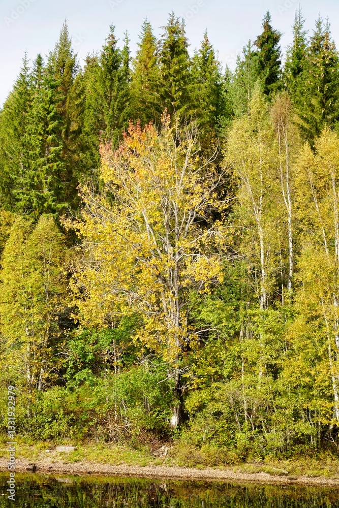 Fototapeta premium Autumn forest reflection in a tranquil lake.