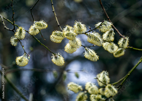 Willow branches with fluffy earrings. Spring natural background with flowering willow on a dark background.