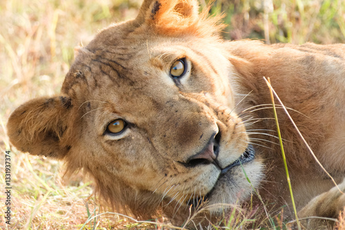 Fotografija African Lion in Grass