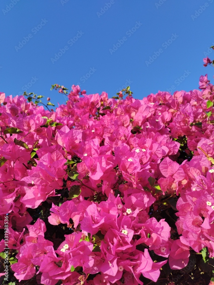 blooming pink bougainvillea, floral background