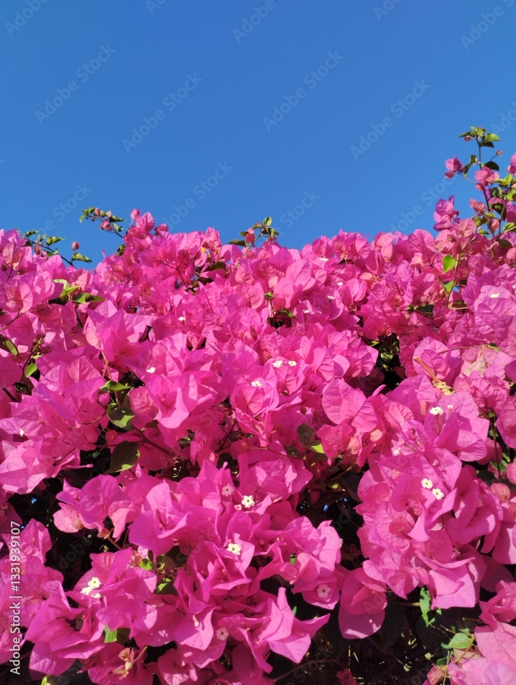blooming pink bougainvillea, floral background