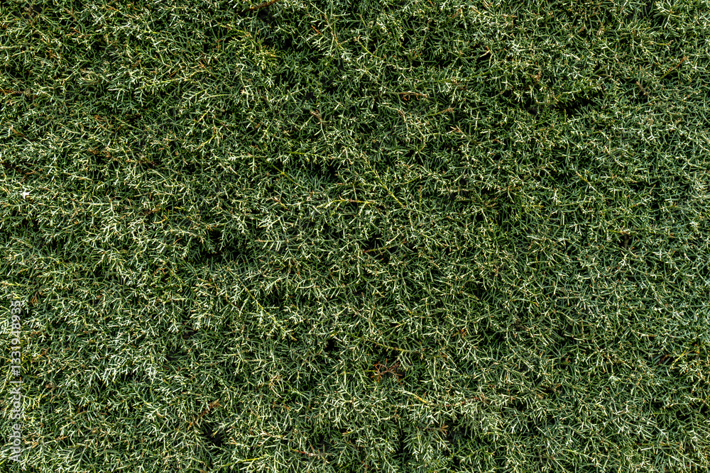 Wall green plants vertical garden. Concept: Vertical garden, garden.