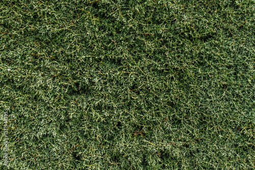 Obraz na płótnie Wall green plants vertical garden. Concept: Vertical garden, garden. w salonie