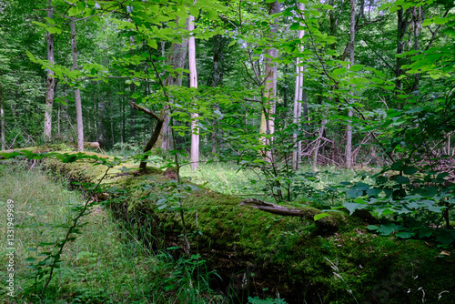 Obraz na płótnie Moss wrapped part of broken hornbeam lying w salonie