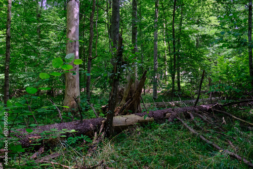 Obraz na płótnie Moss wrapped part of broken hornbeam lying w salonie