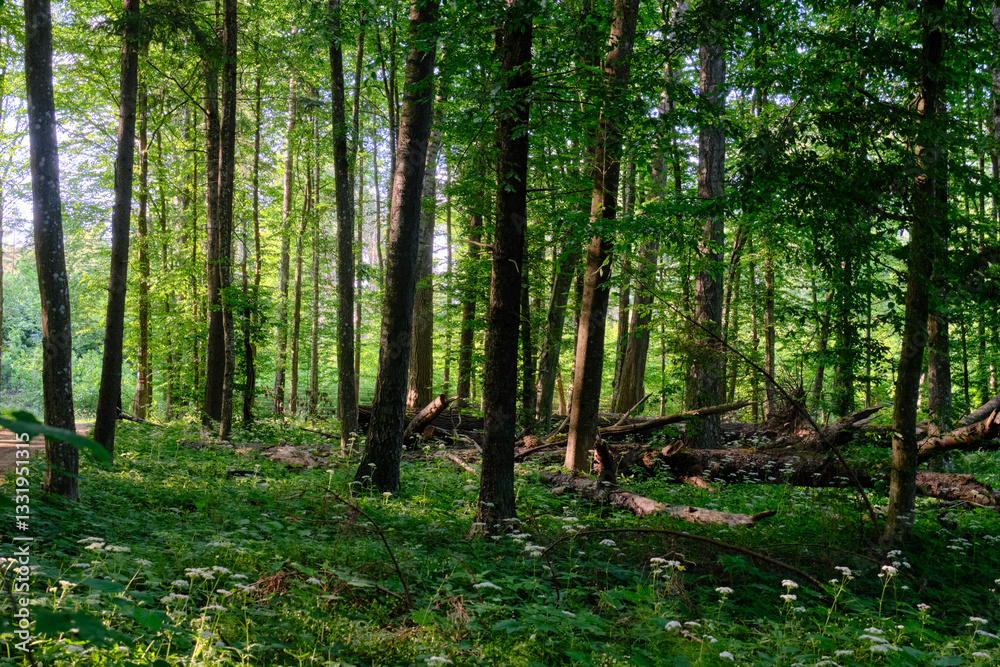 Rich deciduous forest stand with hornbeam trees in springtime