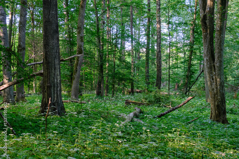 Rich deciduous forest stand with hornbeam trees in springtime