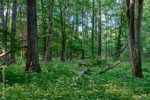 Obraz na płótnie Rich deciduous forest stand with hornbeam trees in springtime w salonie