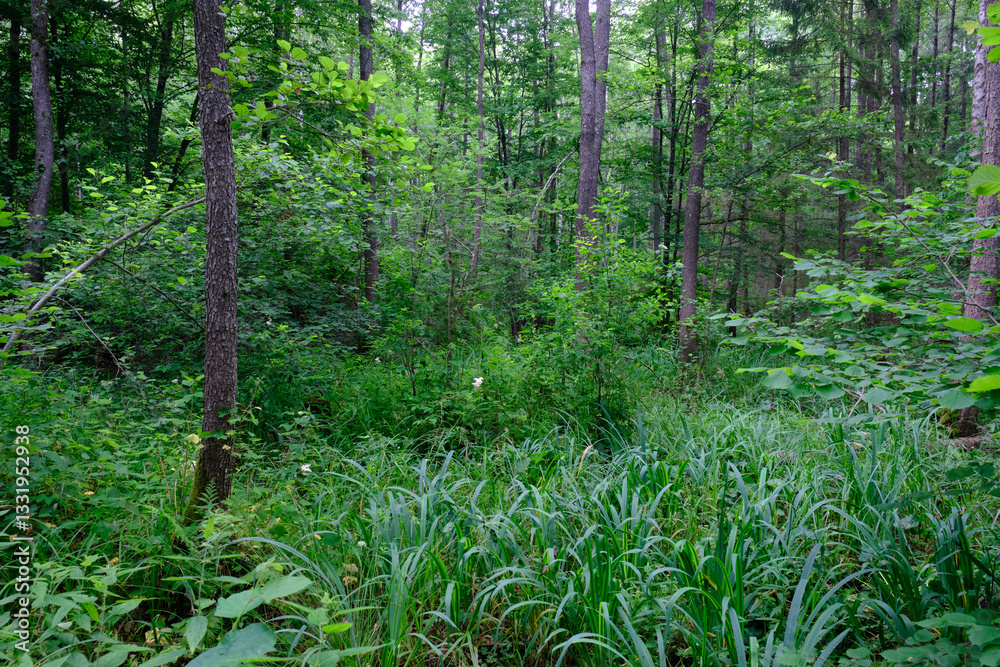 Rich deciduous forest with alder trees