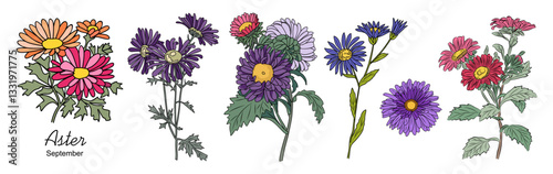 Set of Aster, September birth month flowers, hand drawing, colored outline, icon, Modern design for logo, tattoo, wall art, branding, packaging. Vector illustration isolated on white background.