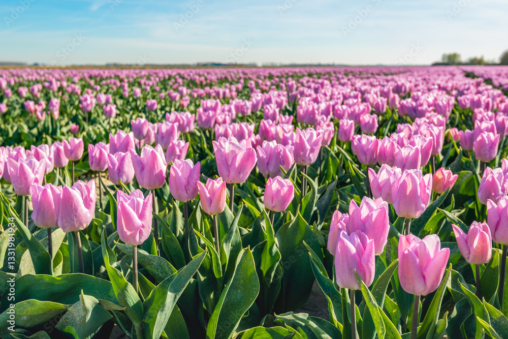 Pink flowering tulip bulbs at the edge of the long flower beds of a specialized Dutch bulb nursery. The photo was taken on a sunny day at the beginning of the spring season.