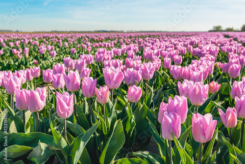 Obraz na płótnie Pink flowering tulip bulbs at the edge of the long flower beds of a specialized Dutch bulb nursery. The photo was taken on a sunny day at the beginning of the spring season. w salonie