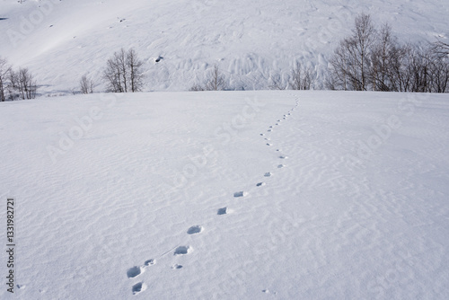 Snow tracks, Chaviere valley, Vanoise photo