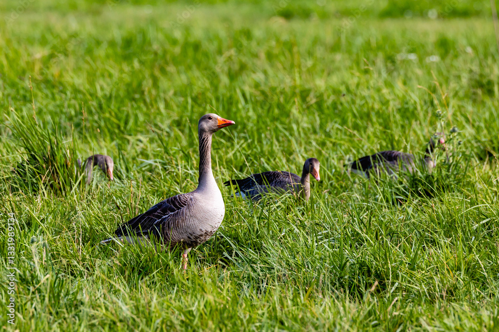 greylag geese