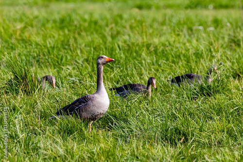 Obraz na płótnie greylag geese w salonie