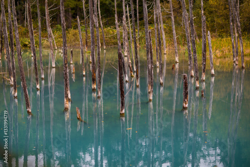 The scenery of Asahikawa Green Pond in Hokkaido, Japan photo