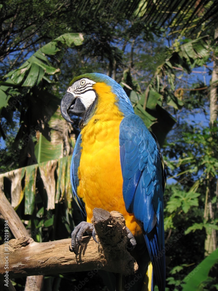 Obraz premium macaw arara brazil Parrot 