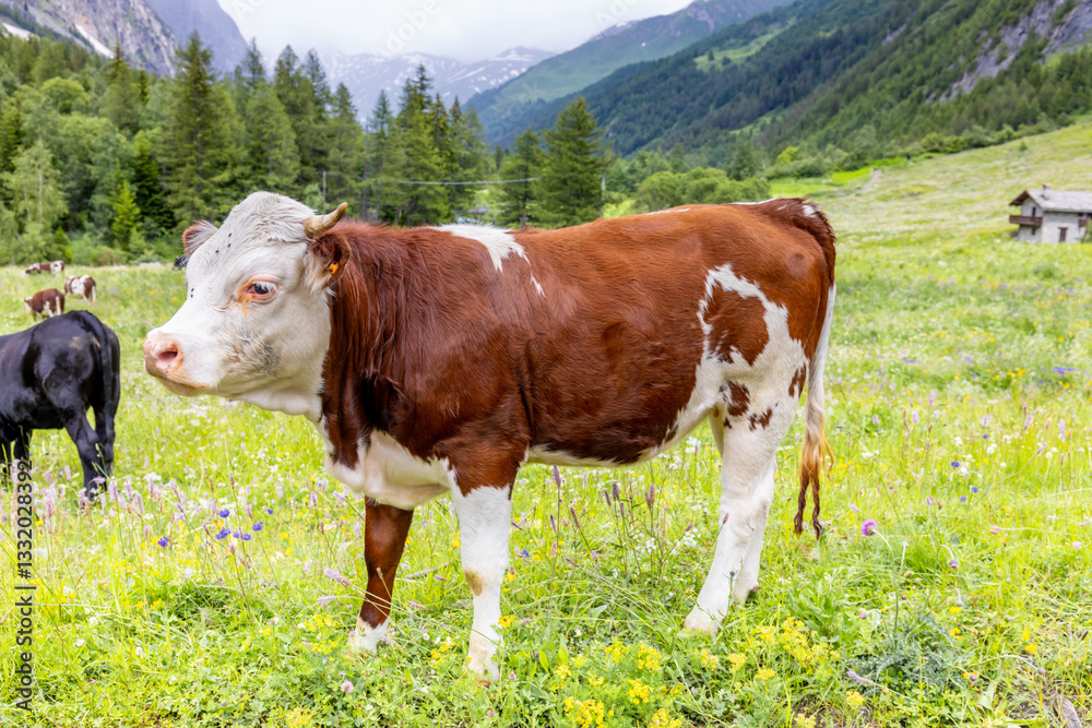 Cow and calf on the farm in the Alps. European farming on the green field of the mountain alpine scenic land. Happy and healthy cows producing milk from the alpine meadow green grass in summer Cow and calf on the farm in the Alps. European farming on the green field of the mountain alpine scenic land. Happy and healthy cows producing milk from the alpine meadow green grass in summer