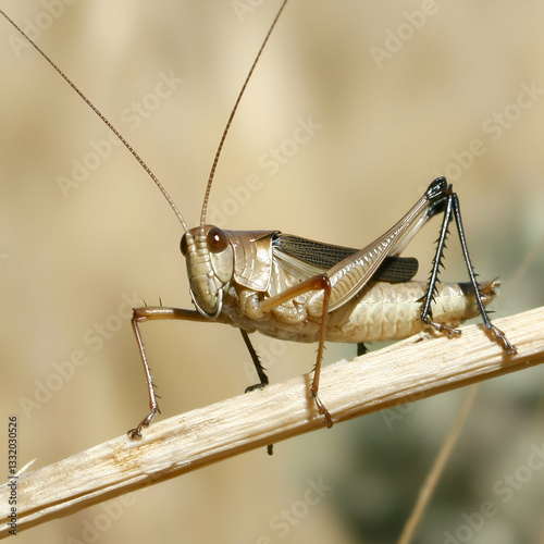 Desert locust perched on a twig, blurred background, insect macro photography, nature stock image