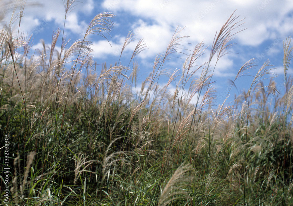 Autumn sky with clouds and silver grass, Iwate, Japan Autumn sky with clouds and silver grass, Iwate, Japan