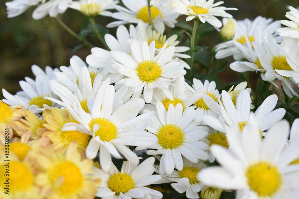 Fototapeta premium white Common daisy beautiful flowers with blur green background in garden, White beautiful daisies on a field in green grass, Oxeye daisy, Leucanthemum vulgare, Daisies, Dox-eye, Dog daisy in nature