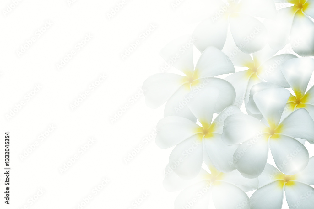 Plumeria Plumeria