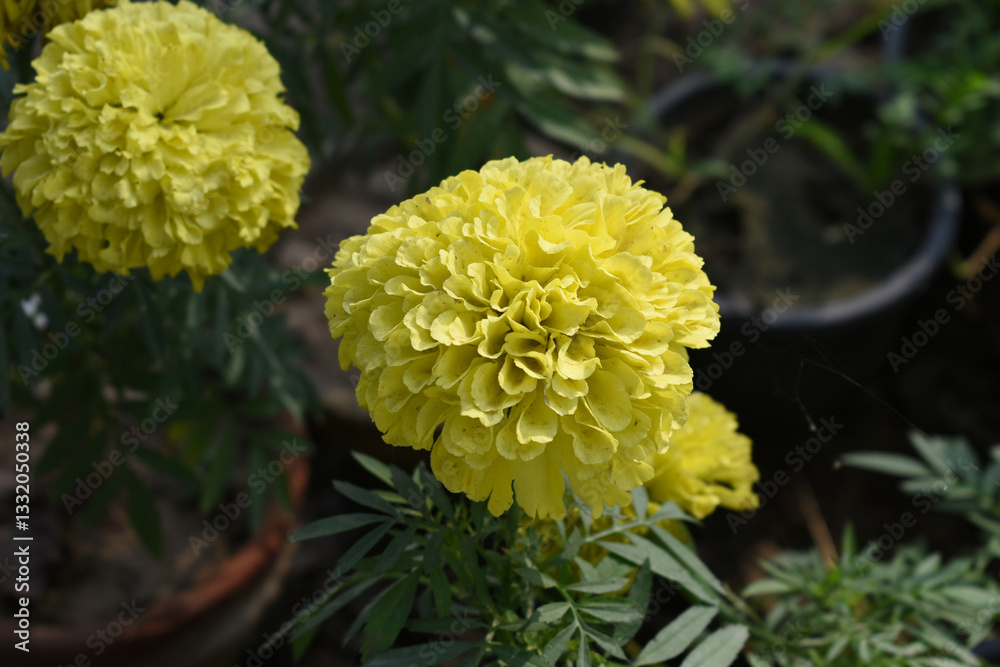 Yellow marigold flower blossom in garden, Yellow Mari Gold flowers for decorate garden, Close up of beautiful Yellow marigold flower. Nature, Marigold flowers bloom in the morning, Marigold Yellow marigold flower blossom in garden, Yellow Mari Gold flowers for decorate garden, Close up of beautiful Yellow marigold flower. Nature, Marigold flowers bloom in the morning, Marigold