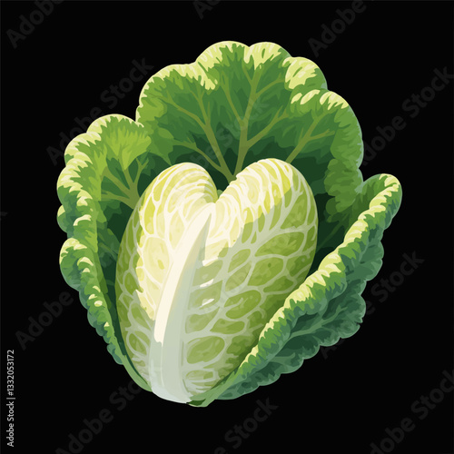 Stylized Head of Napa Cabbage on Black Background