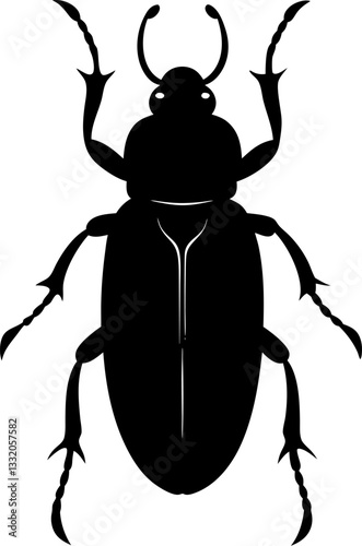 black beetle isolated on white background