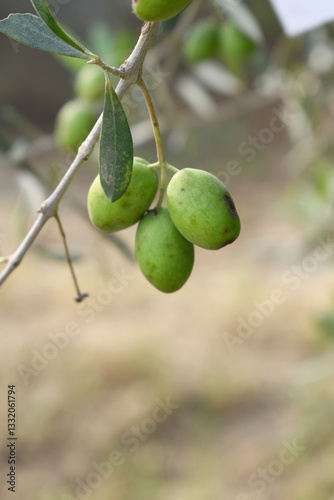 Wallpaper Mural unripe green olives on tree closeup, Olive-tree branch with unripe green olives, olive tree plantation during harvest, unripe green olives on the tree with green leaves, Chakwal, Punjab, Pakistan Torontodigital.ca